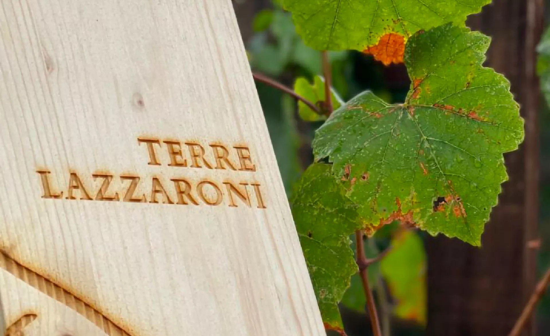 Studio Grafico Perazza Treviso design box vino